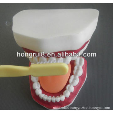 New Style Medical Dental Care Model,tooth-brushing model